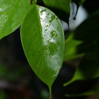 Doona ovalifolia Thwaites